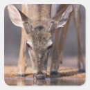Search for white tail deer stickers Nature