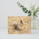 Search for cute squirrel pictures postcards Squirrels