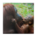 Search for ape tiles Orangutan
