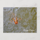 Search for fish pond postcards Ponds