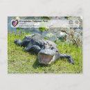 Search for everglade state postcards United states