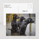 Search for black labrador retriever postcards Puppies