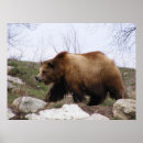 Search for grizzly bear picture posters Brown