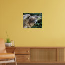 Search for hawk posters Red tailed hawk
