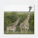 Search for giraffe face magnets Nature