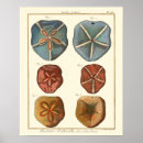 Search for sea urchin art Shell