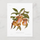 Search for plum postcards Vintage