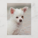 Search for chihuahua puppies postcards Dog