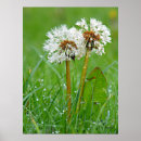 Search for dandelion posters Lawn
