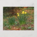 Search for st davids day postcards Daffodils