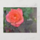 Search for coral rose postcards Garden