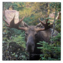 Search for moose tiles North america