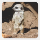 Search for desert wildlife stickers Mammal