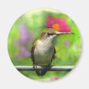 Search for hummer magnets Birds