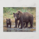 Search for omnivorous postcards Carnivore