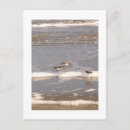 Search for sandpiper postcards Ocean