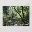 Search for muir woods postcards Mill valley