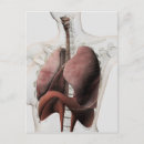Search for respiratory system postcards Organ