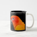 Search for sun conure Colourful