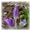 Search for crocuses posters Purple