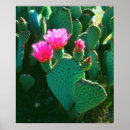 Search for cactus flower posters Botanical