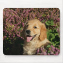 Search for flat coated retriever electronics Puppies