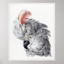 Search for cockatoo posters Parrot