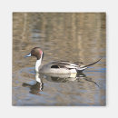 Search for pintail magnets Waterfowl