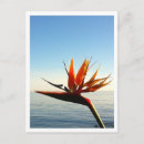 Search for bird of paradise postcards Nature