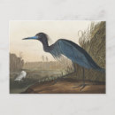 Search for birds of america postcards John james audubon