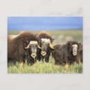 Search for shrubs postcards Environment