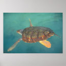 Search for toro art Bocas del toro