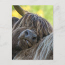 Search for highland postcards Horns