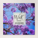 Search for jacaranda Sky