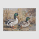 Search for duck tissue paper Animals