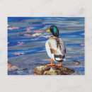 Search for contemplation postcards Animals