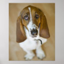 Search for sweet dog posters Canine
