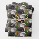 Search for eagle wrapping paper Bird of prey