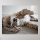 Search for cockapoo posters Brown