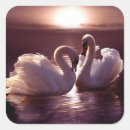 Search for elegant swan stickers Beautiful