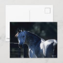 Search for backlit postcards Horse
