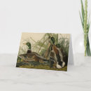 Search for audubon bird cards Birds of america