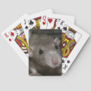 Search for rat playing cards Photography