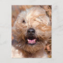 Search for coated postcards Superstock
