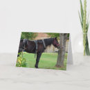 Search for amish cards Photography