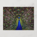 Search for peahen postcards Animal