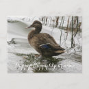 Search for droppings postcards Bird