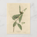 Search for warbler vertical postcards Bird