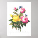 Search for redouté posters Rose