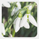 Search for snowdrops stickers White